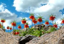 Administration and Travel in the Border Provinces